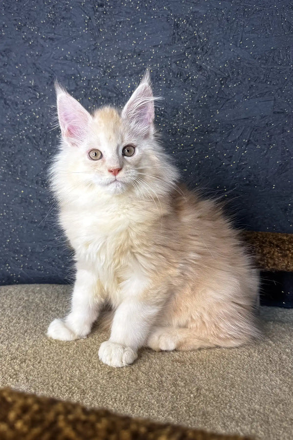 Cream-colored Maine Coon kitten named Million with fluffy fur and bright eyes