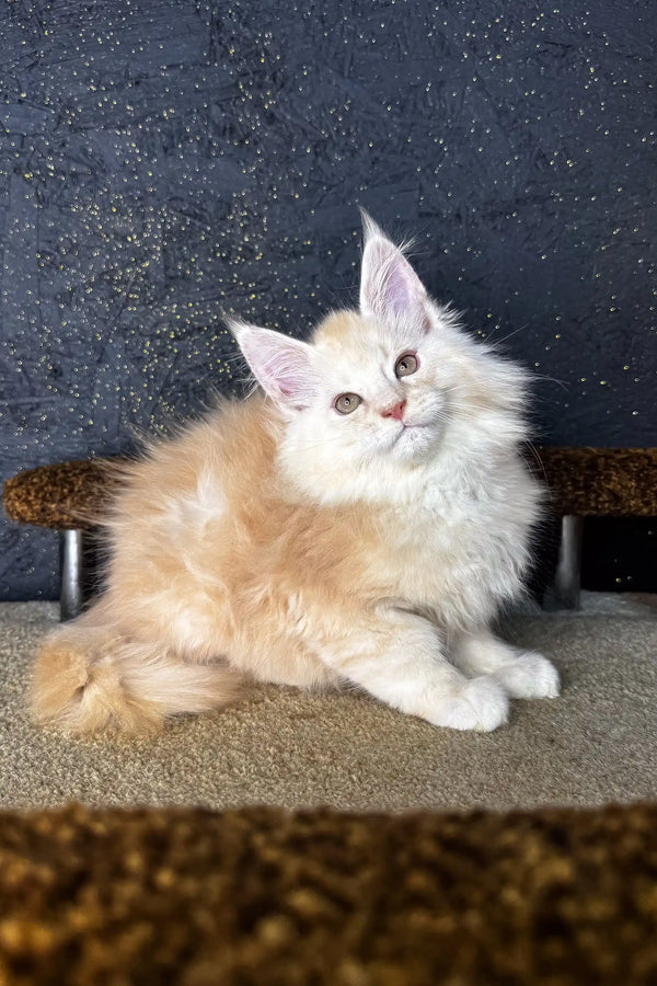 Fluffy cream-colored Maine Coon kitten with bright eyes and pointed ears, named Million
