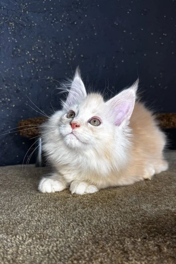 Cream and white fluffy Maine Coon kitten with bright eyes looking up adorably