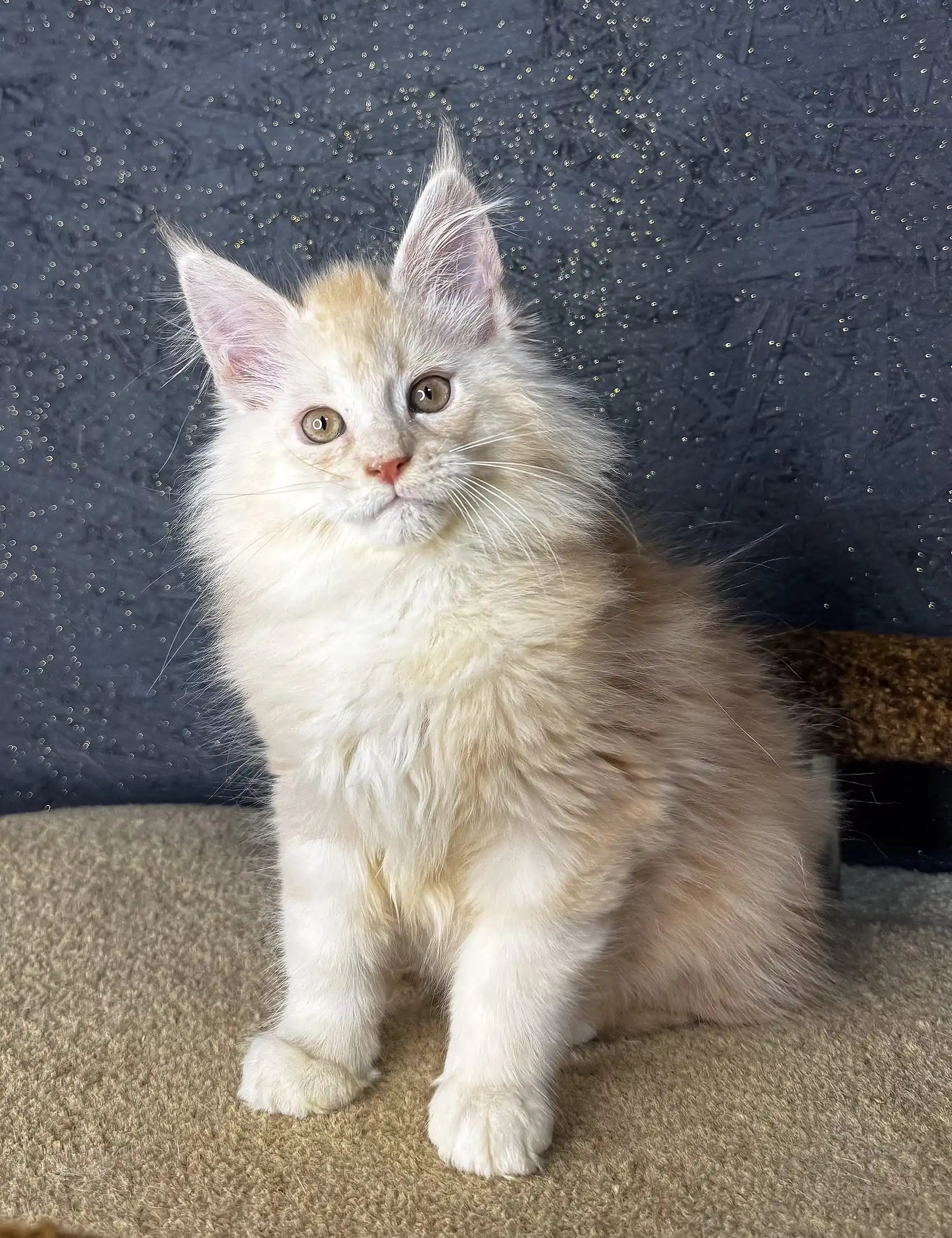 Fluffy white Maine Coon kitten named Million with green eyes and pointed ears