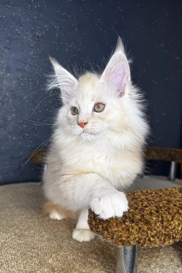 Fluffy white Maine Coon kitten with pink nose resting on a cat tree