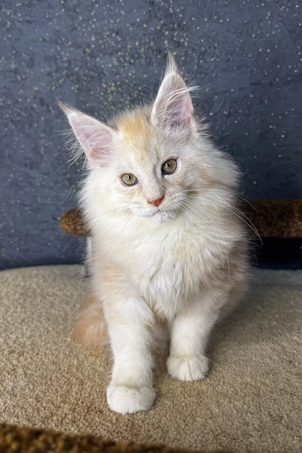 Adorable White and cream Maine Coon kitten with fluffy fur and alert ears from Million