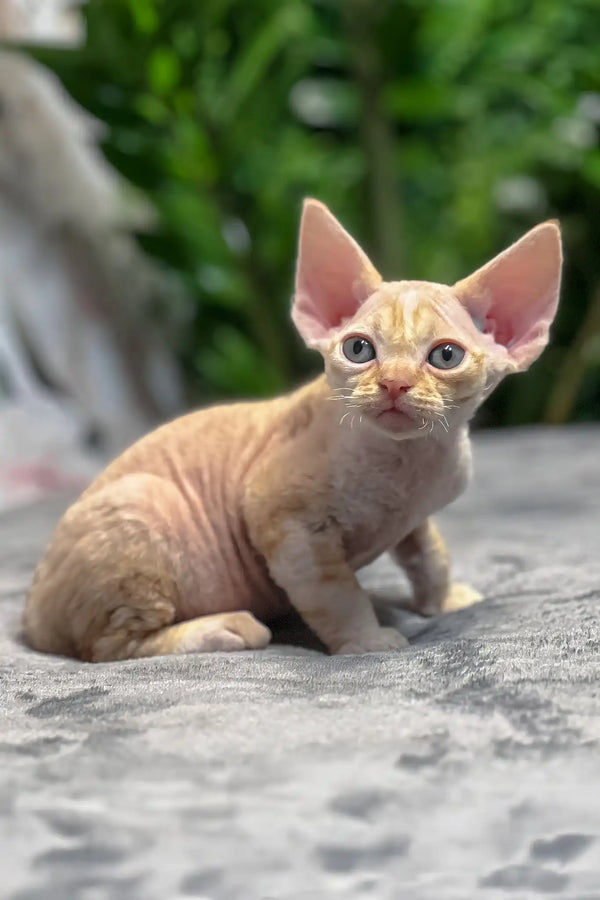Milo | devon rex kitten