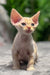 Milo | devon rex kitten
