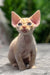 Milo | devon rex kitten