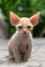 Milo | devon rex kitten