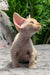 Milo | devon rex kitten