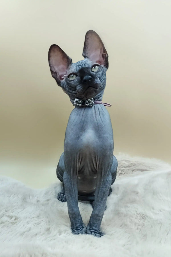 Cute Hairless Cat in a Bow Tie from Milord Sphynx Kitten collection