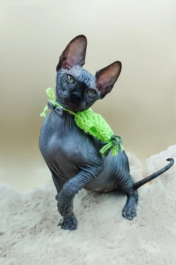 Hairless Sphynx kitten named Milord, styled with a green scarf and bow tie