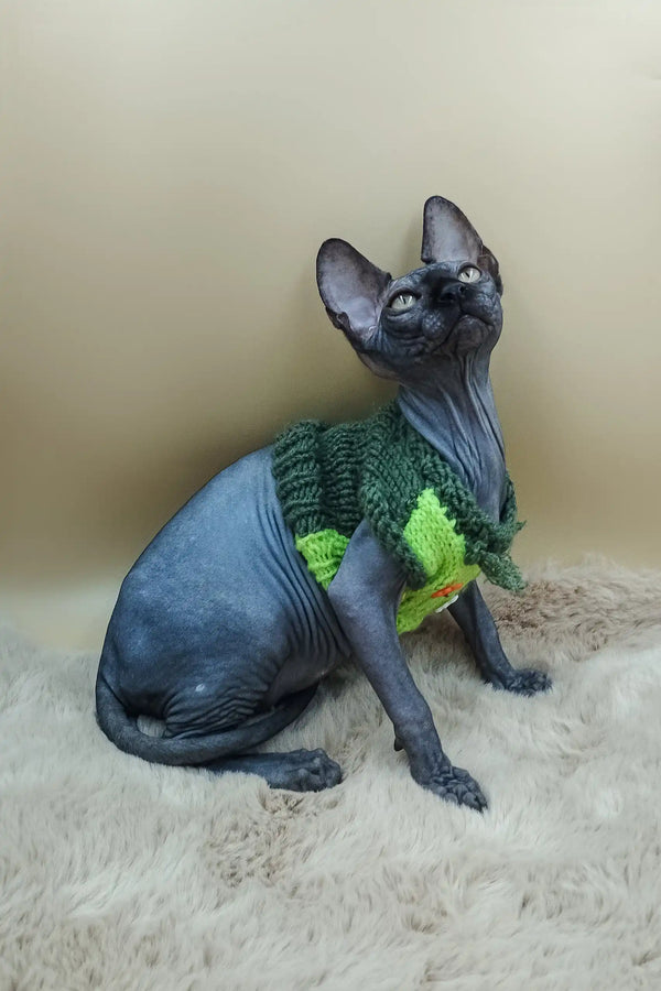Cute Hairless cat in a green sweater from Milord Sphynx Kitten collection