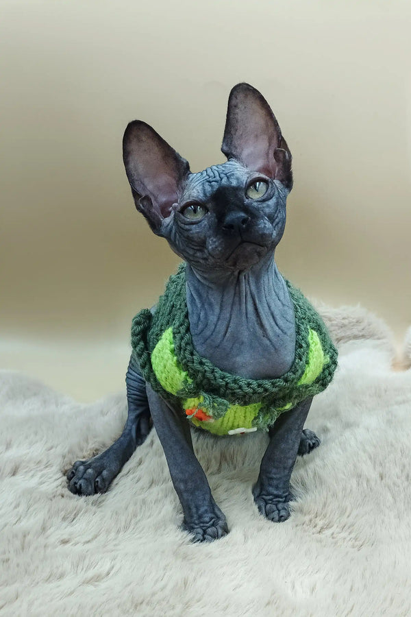 Hairless Sphynx kitten in a stylish green sweater named Milord