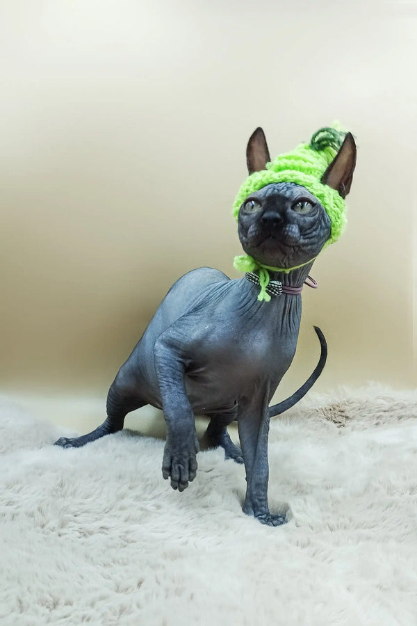 Hairless Sphynx kitten named Milord rocking a cute green hat for a fun look