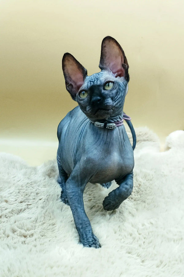 Hairless Sphynx kitten named Milord wears a fancy jeweled collar