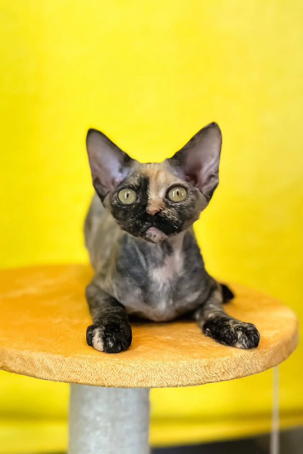 Mimi | devon rex kitten
