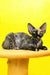Mimi | devon rex kitten
