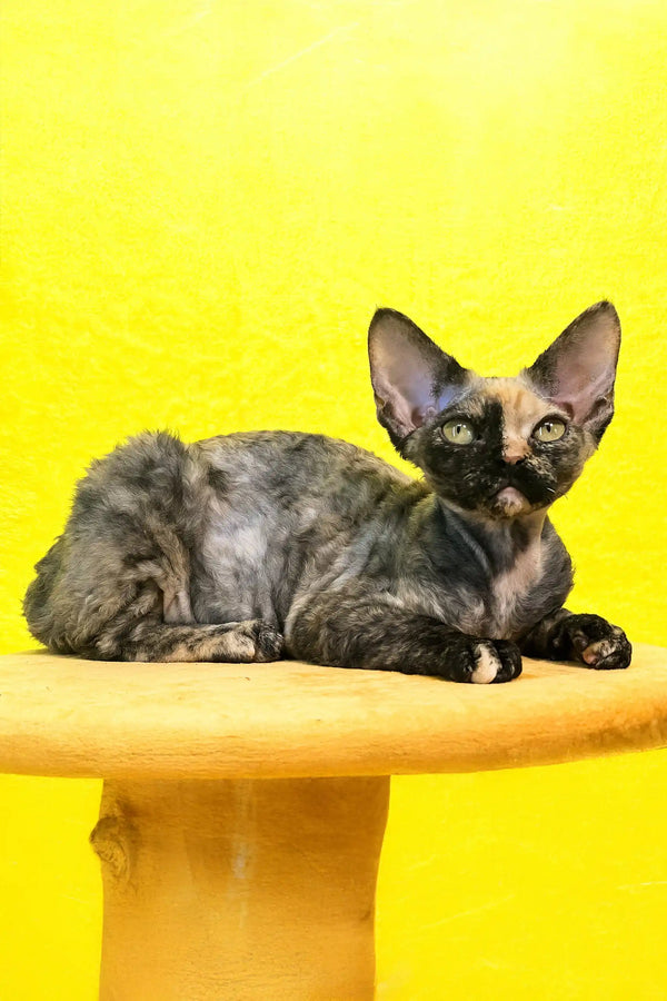 Mimi | devon rex kitten