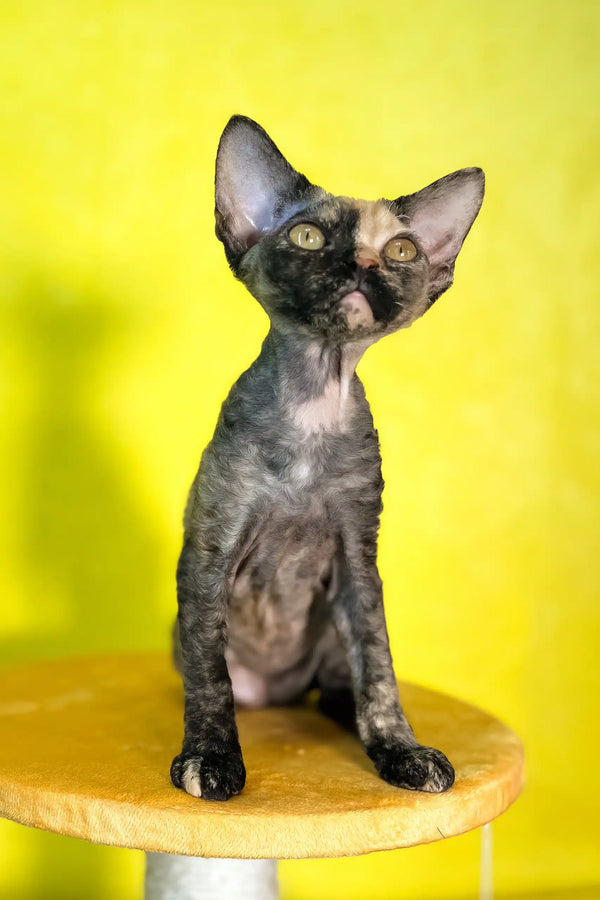 Mimi | devon rex kitten