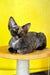 Mimi | devon rex kitten