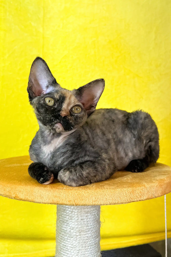 Mimi | devon rex kitten
