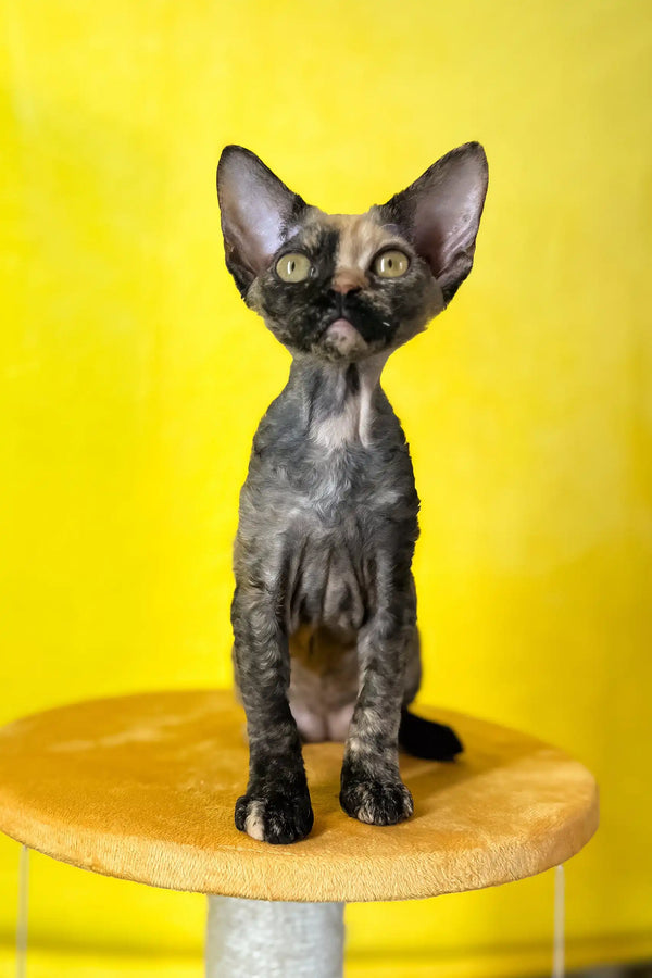 Mimi | devon rex kitten
