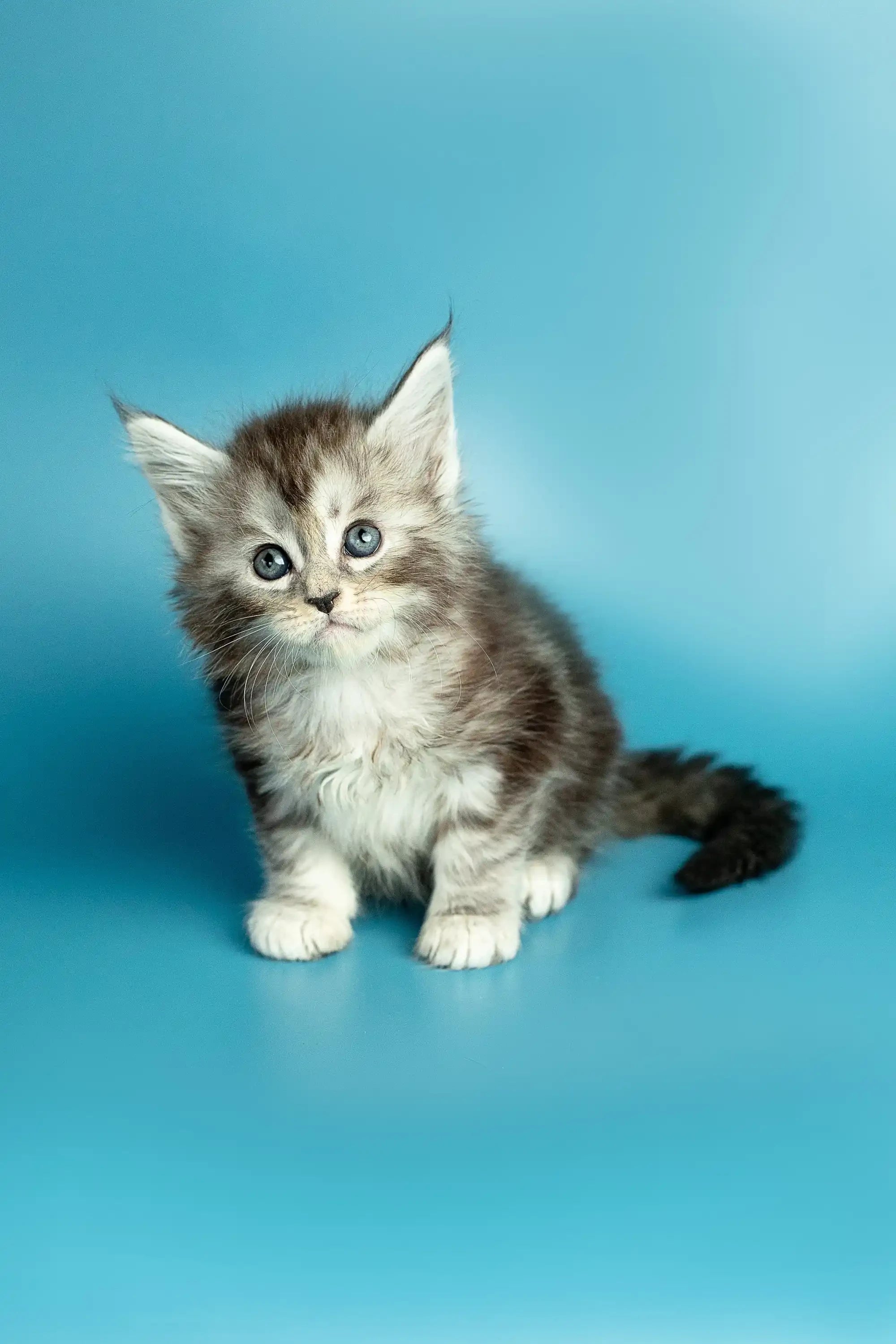 Maine Coon Kittens for Sale Mimi | Kitten
