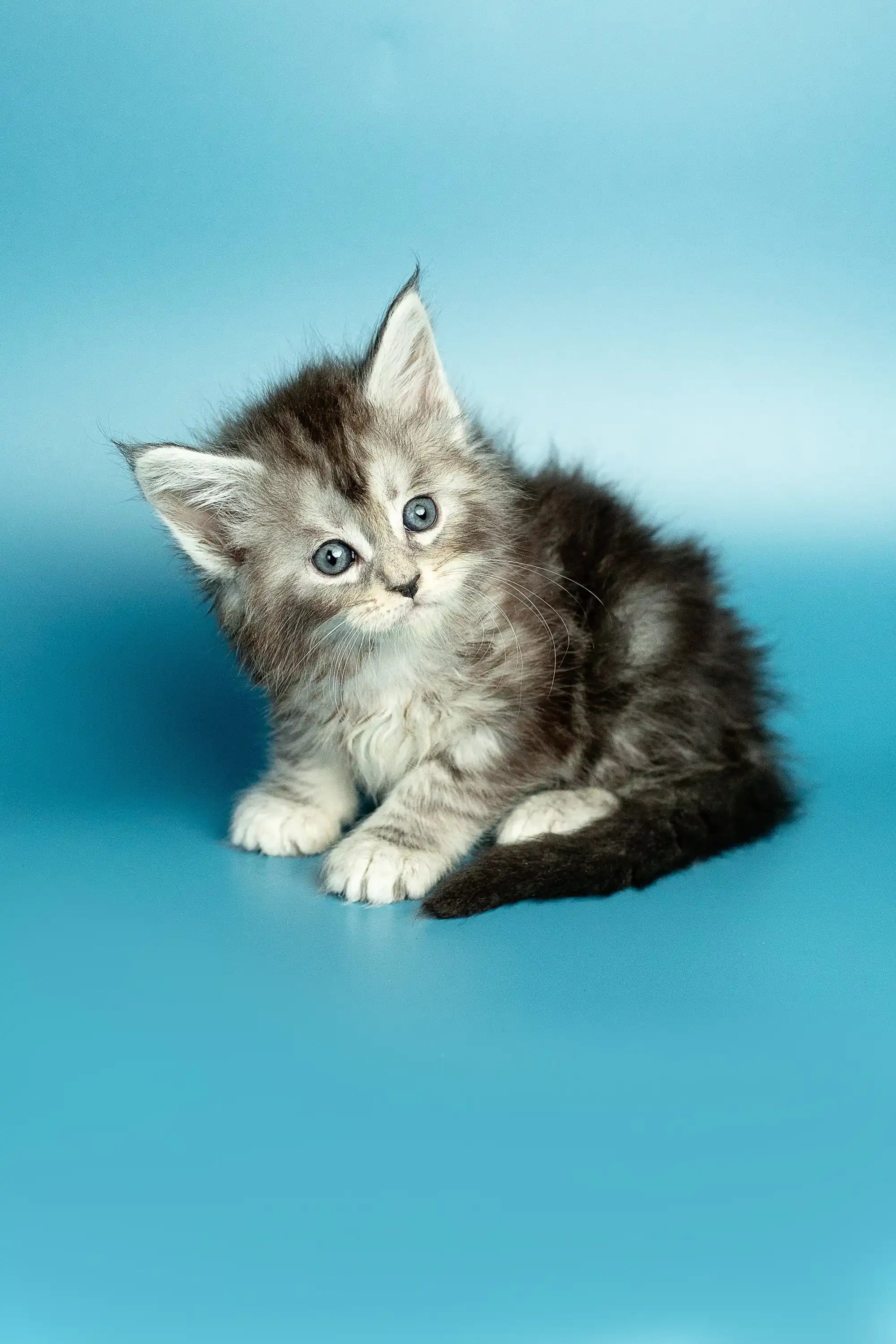 Maine Coon Kittens for Sale Mimi | Kitten