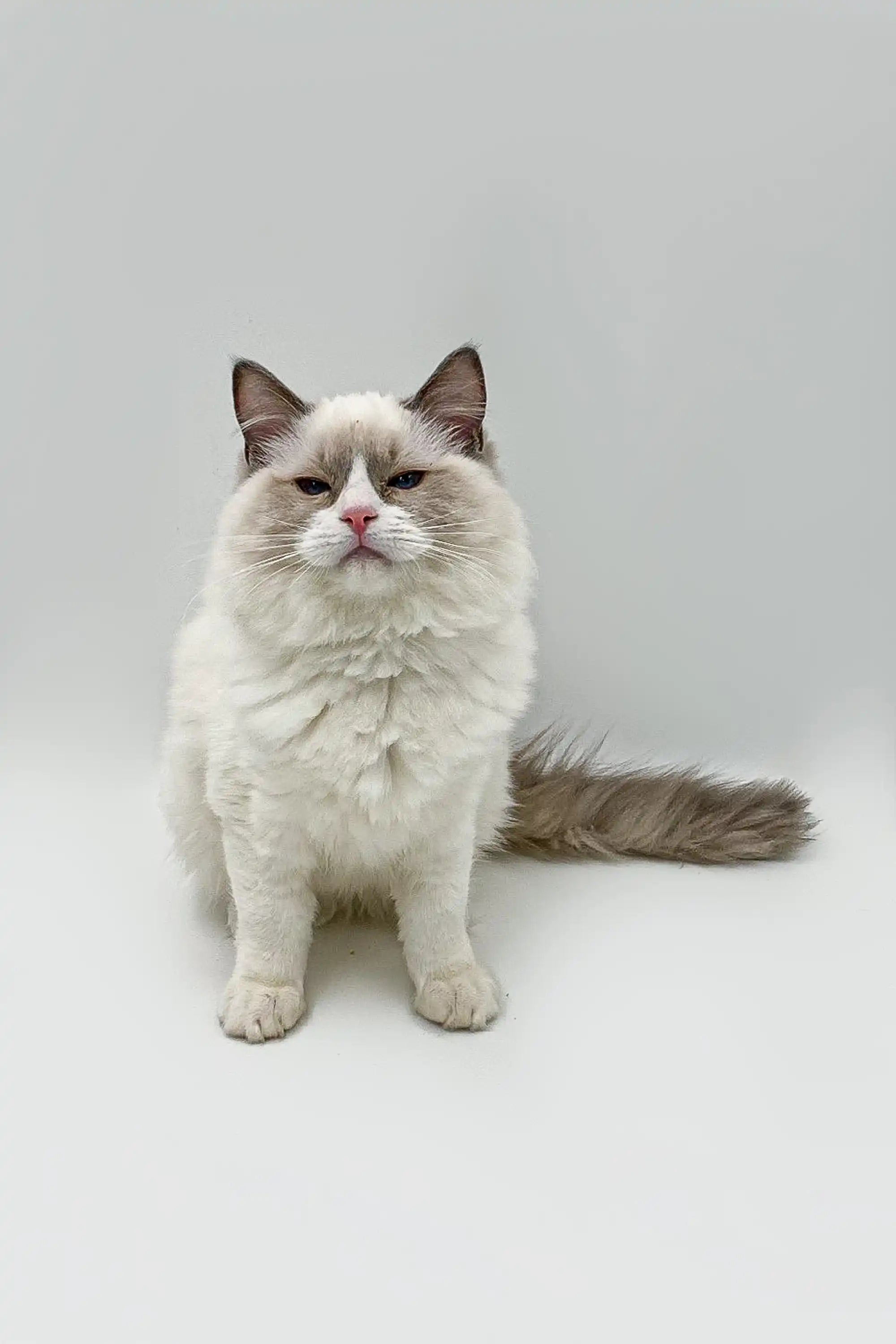 Ragdoll Kittens & Cats For Sale Mimi | Kitten