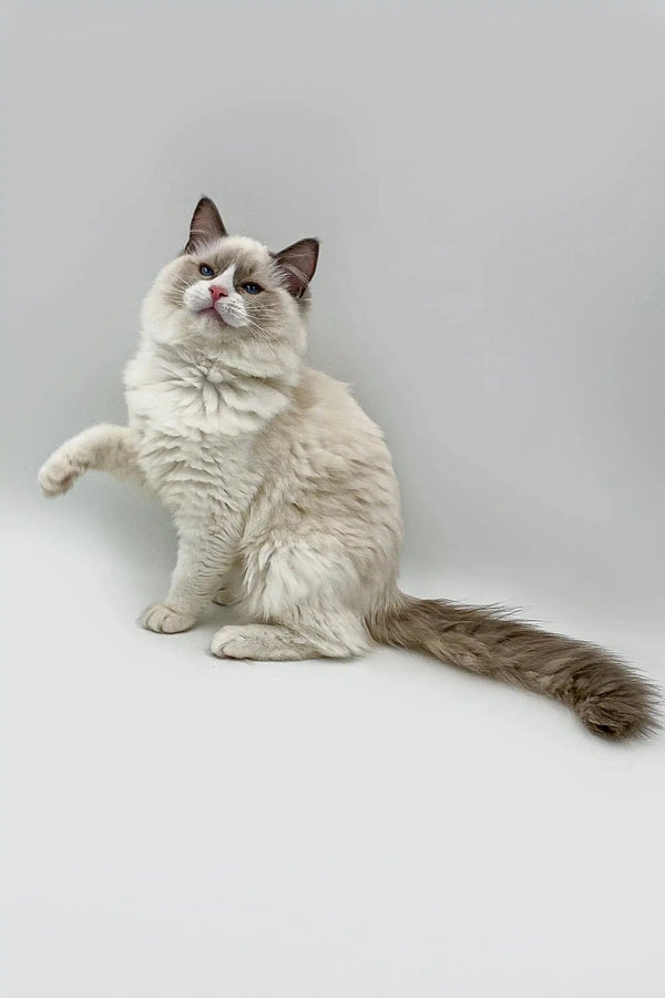 Fluffy blue bicolor Ragdoll kitten with dark-tipped ears sitting with a raised paw