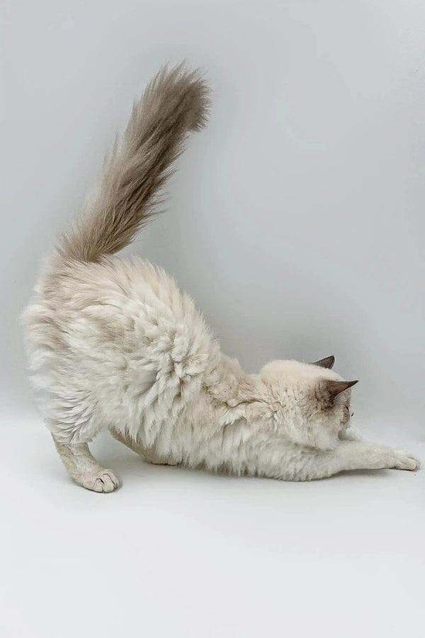 Fluffy blue bicolor Ragdoll kitten stretching with its tail high, a delightful female
