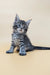 Cute Gray Tabby Kitten named Mina from Maine Coon collection, playful and adorable