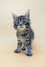 Gray tabby kitten from Mina, a beautiful Maine Coon Kitten product