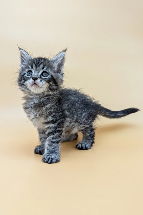 Cute Gray Tabby Kitten named Mina, a sweet Maine Coon companion for your home