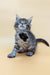 Gray tabby kitten reaching out in Mina, the adorable Maine Coon Kitten product