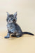 Adorable Gray Tabby Kitten from the Mina Maine Coon Kitten collection