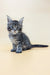 Adorable Gray Tabby Kitten named Mina, perfect Maine Coon companion for your home