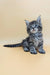 Cute gray tabby kitten named Mina from the Maine Coon breed