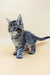 Gray tabby kitten named Mina, a playful Maine Coon cutie ready for cuddles