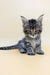 Gray tabby kitten with tufted ears in the Mina Maine Coon Kitten product