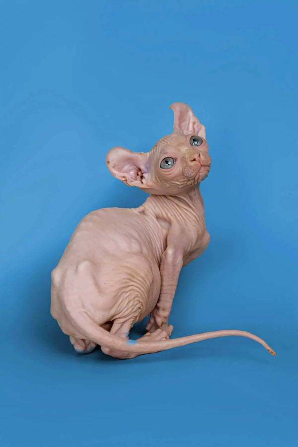 Hairless Sphynx Minni Elf Kitten with wrinkled pink skin against a blue backdrop