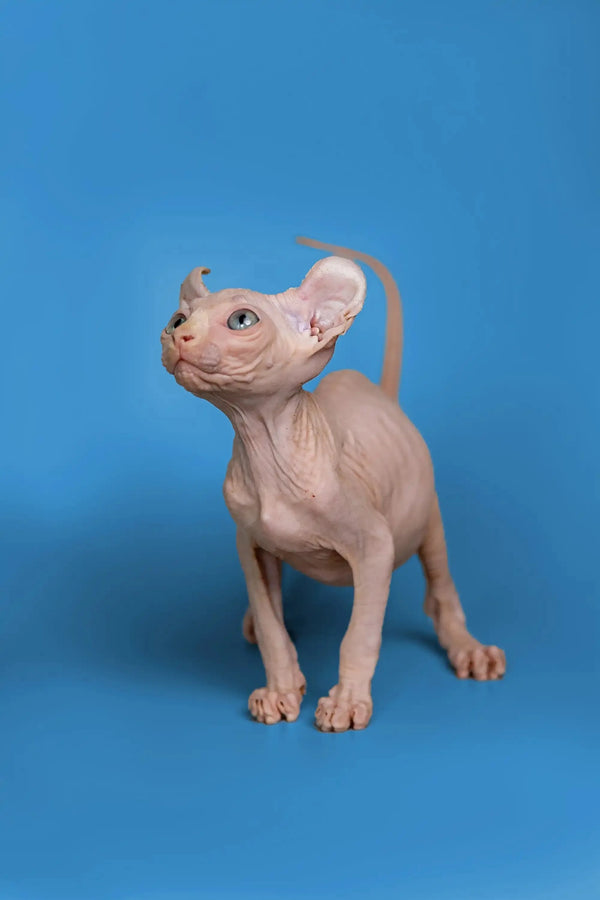 Hairless Sphynx cat alert with perked ears, the adorable Minni Elf Kitten