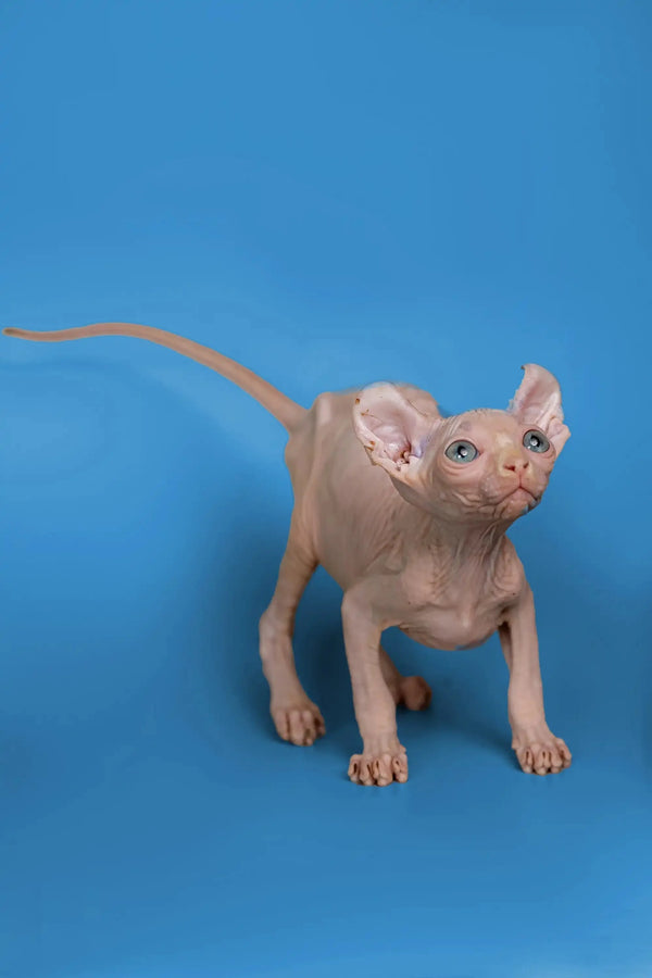Adorable Hairless Sphynx Minni Elf Kitten with wrinkled skin, a perfect companion