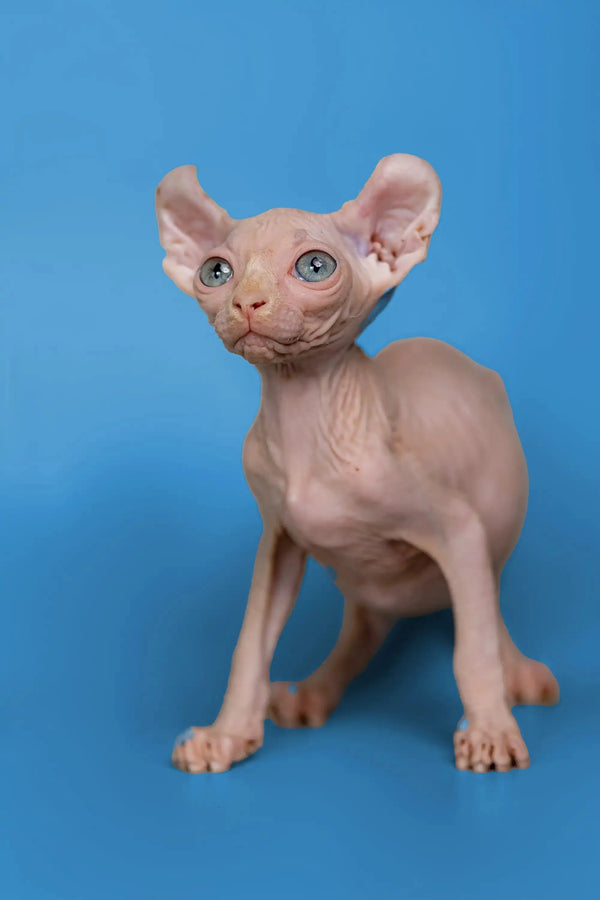 Cute Hairless Sphynx cat with big ears, a perfect Minni Elf Kitten and wonderful companion