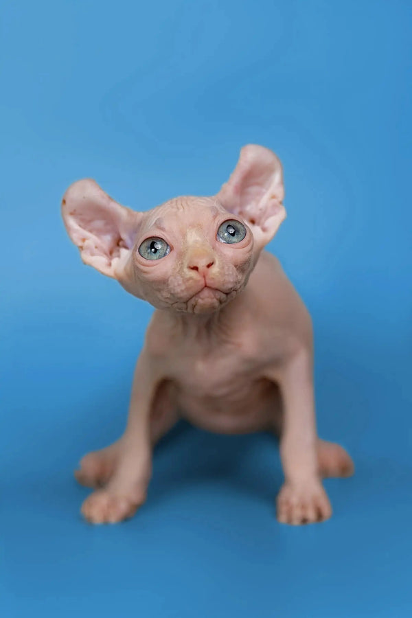 Cute Minni Elf Kitten with big ears and green eyes, the perfect wonderful companion
