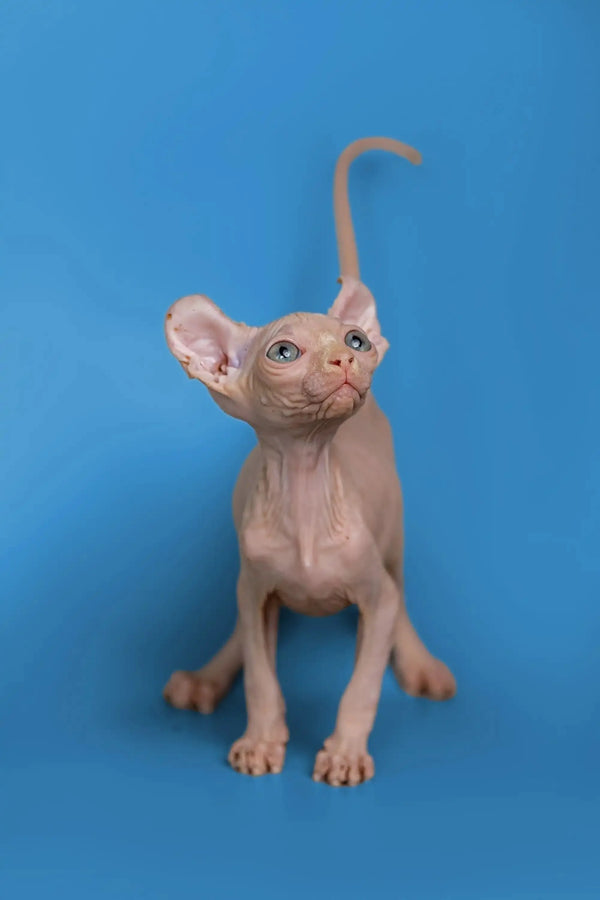 Hairless Sphynx cat with big ears on a blue surface, perfect for your Minni Elf Kitten