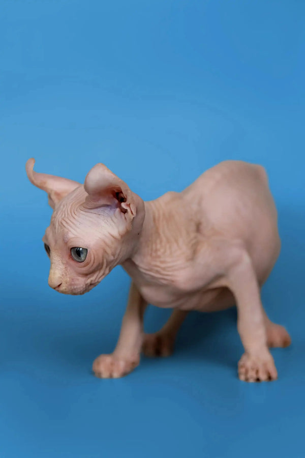 Adorable Minni Elf Kitten with wrinkled pink skin and big ears, a wonderful companion