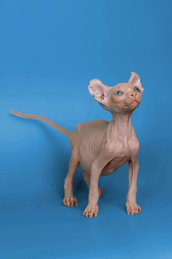 Hairless Sphynx cat with big ears, a perfect Minni Elf Kitten and wonderful companion