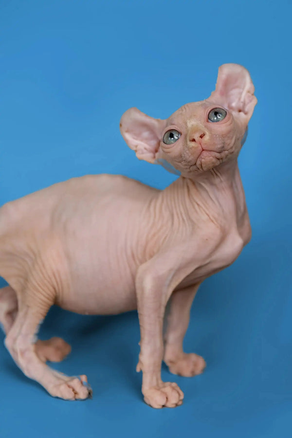 Adorable Hairless Sphynx Minni Elf Kitten with big ears and cool wrinkled skin