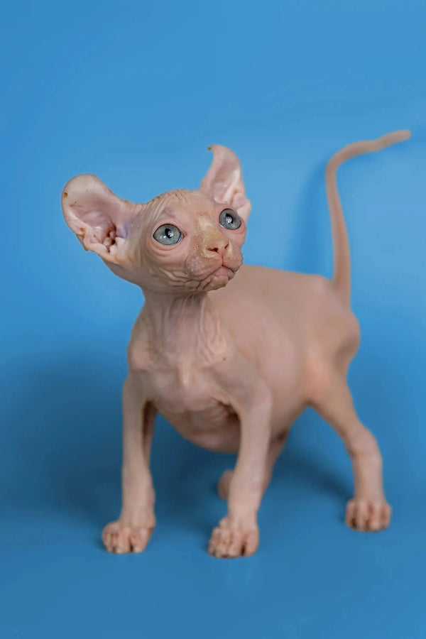 Adorable Minni Elf Kitten with wrinkled skin and big ears, perfect for cat lovers