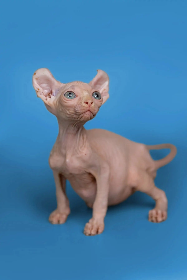 Cute Minni Elf Kitten with wrinkled skin and big ears on a blue backdrop