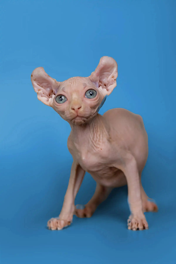 Hairless Sphynx cat with big ears, showcasing the Minni Elf Kitten